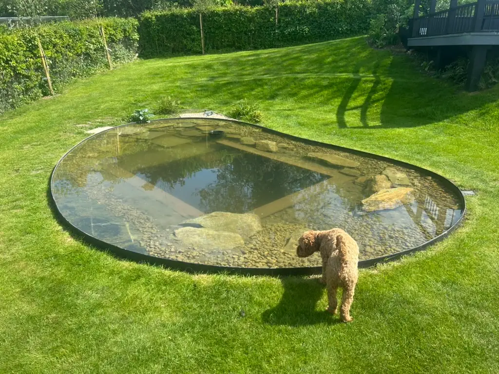 Small dog looking into garden pond