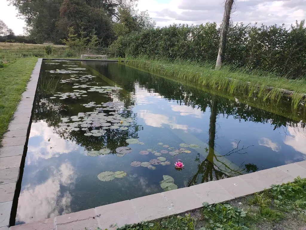 Rectangular garden pond with lily pads and pink flower